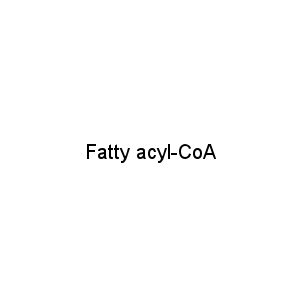 Fatty acyl-CoA